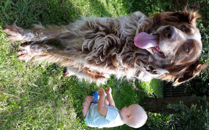 Zbiórka Leczenie Brutusa - zdjęcie główne