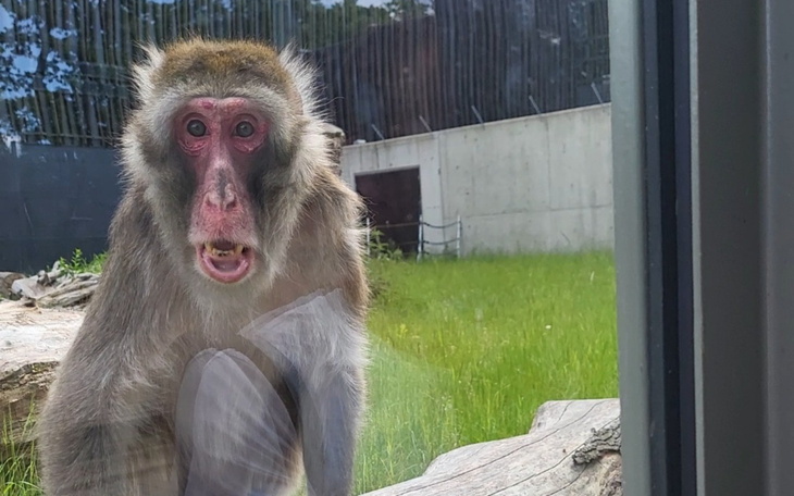 Małpa patrząca przez szybę, z ciekawym wyrazem twarzy.