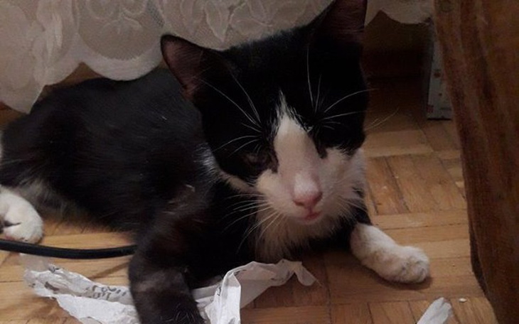 Zbiórka Dajmy Fartowi szanse na Życie - zdjęcie główne