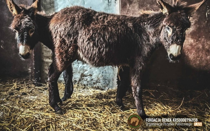 Dwa osły w stajni, otoczone słomą.