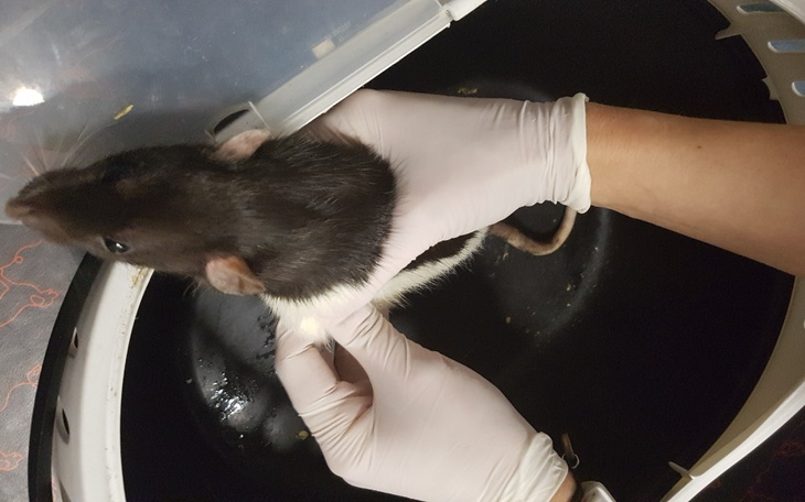 Zbiórka Gryzia i jej guz - zdjęcie główne