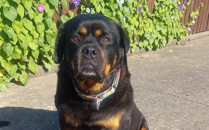 Rottweiler siedzący na chodniku, z pięknym tłem kwiatów.