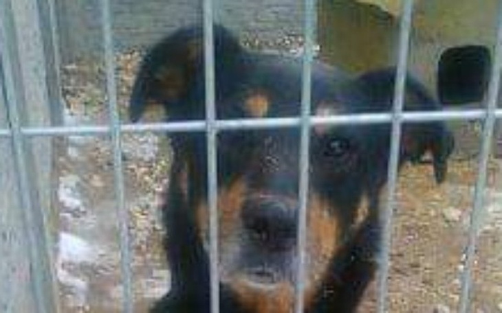 Zbiórka Na jedzonko dla mojego pieska - zdjęcie główne