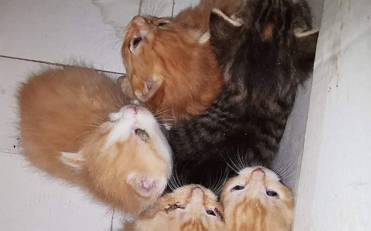 Zbiórka Morze kocich niemowląt - zdjęcie główne