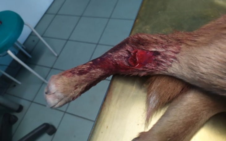 Zbiórka Operacja albo amputacja łapy - zdjęcie główne