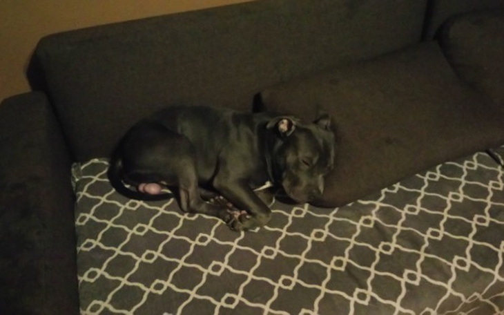 Zbiórka DRACO operacja obu łapek - zdjęcie główne