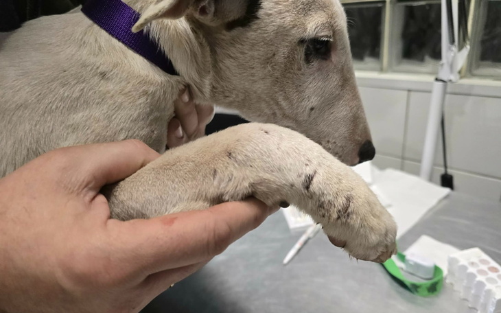 Ręka trzymająca psa z widocznymi ranami na łapie.