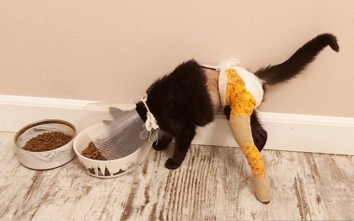 Kot w specjalnym ubraniu, jedzący z miski.