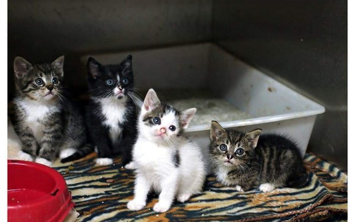 Zbiórka Pomoc na sterylizacje kotów - zdjęcie główne