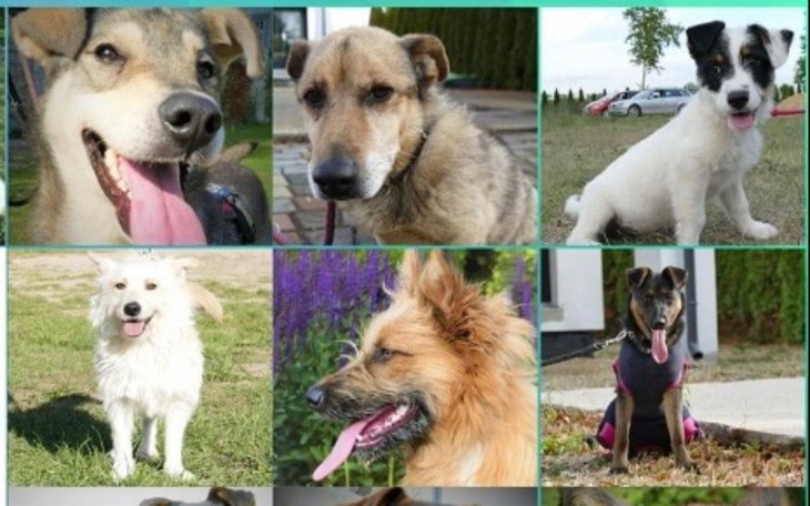 Zbiórka Wsparcie dla Azylu Psi Zakątek - zdjęcie główne