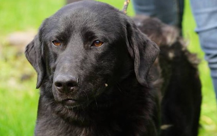 Zbiórka Wyrzucony i niechciany psiak - zdjęcie główne