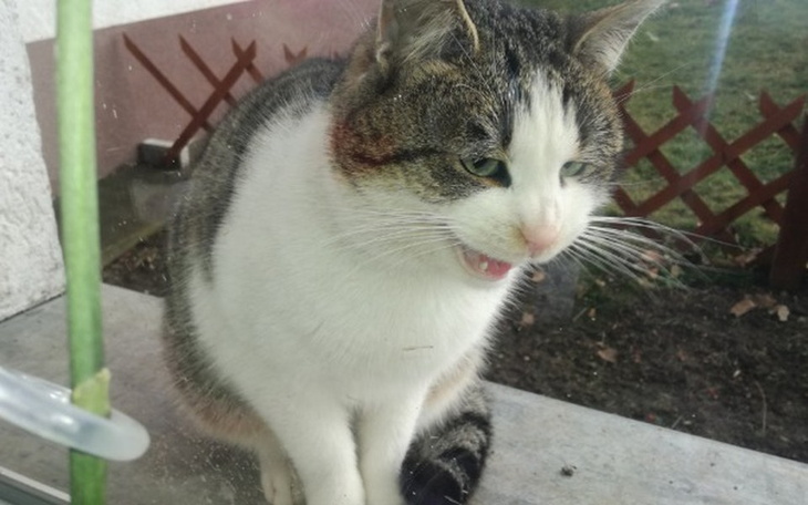 Zbiórka 11 kotków zostalo samych... - zdjęcie główne