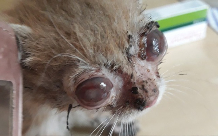 Zbiórka Ratunek dla umierających kociąt - zdjęcie główne