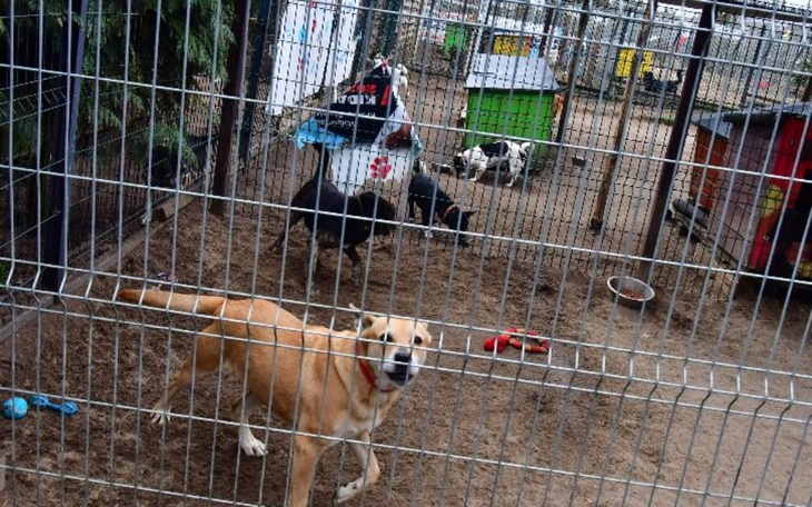 Zbiórka Pomoc dla Schroniska Kościerzyna - zdjęcie główne