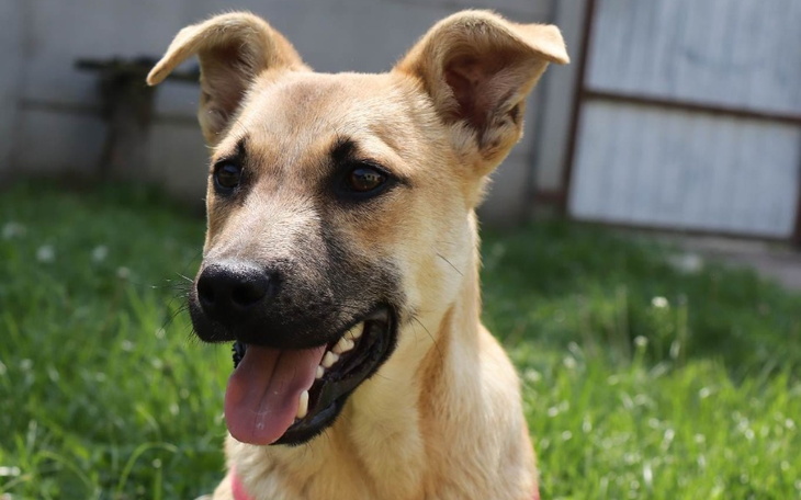 Zbiórka Pies nieodebrany z transportu - zdjęcie główne