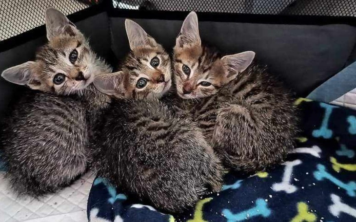 Zbiórka Nie mamy za co pomagać. - zdjęcie główne