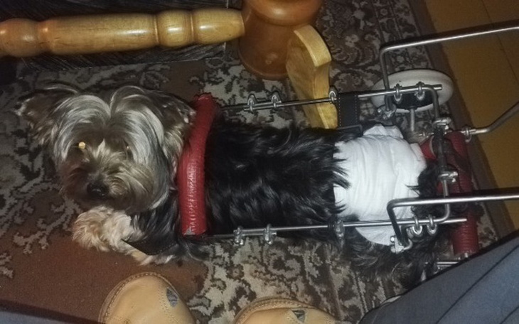 Zbiórka Funia na wozku - zdjęcie główne