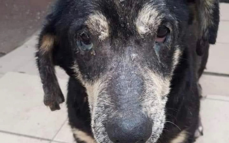 Zbiórka Pilny transport chorego psa - zdjęcie główne