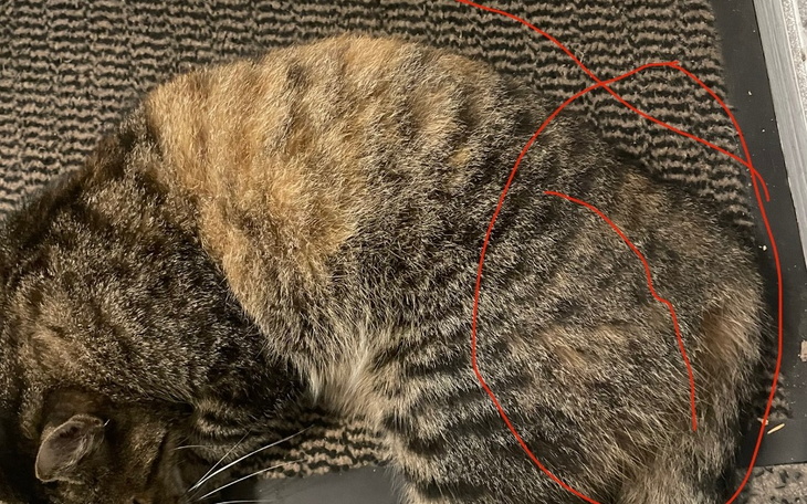 Zbiórka Zabierzmy Grubcię do kliniki - zdjęcie główne