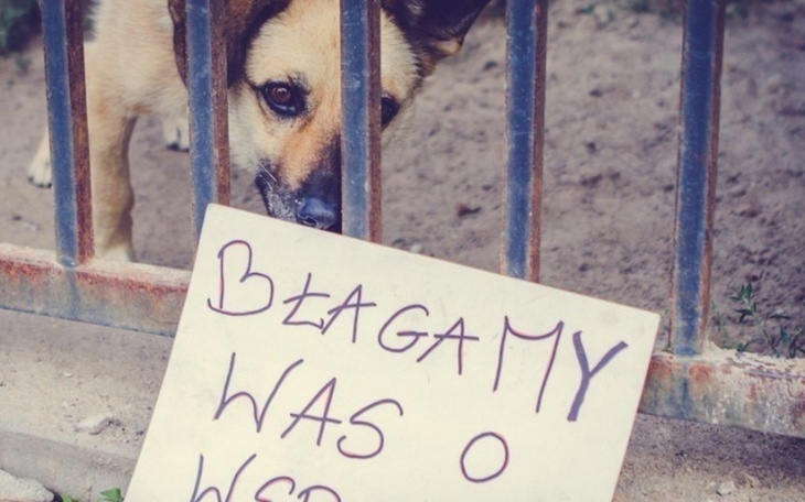 Zbiórka Zwierzęta bez jedzenia - zdjęcie główne