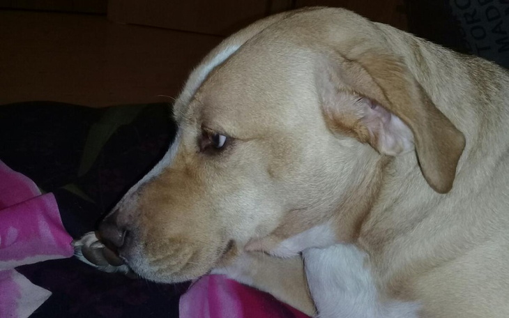 Zbiórka Pomoc dla Suczki Sisi w chorobie - zdjęcie główne