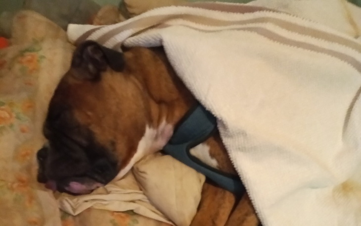 Zbiórka Pilna pomoc dla 7 letniego Chico - zdjęcie główne