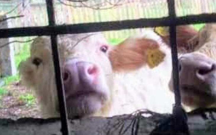 Zbiórka Pomoc dla krówek i byczków . - zdjęcie główne