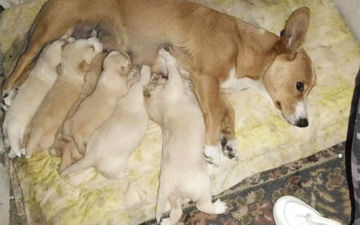 Zbiórka Szczeniętom z pomocą - zdjęcie główne