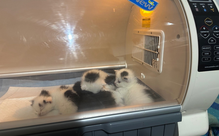 Kocięta śpiące w inkubatorze, z ciepłym światłem.