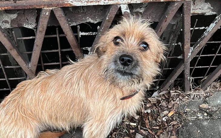 Mały piesek z ciekawym spojrzeniem, stojący przy kratkach.