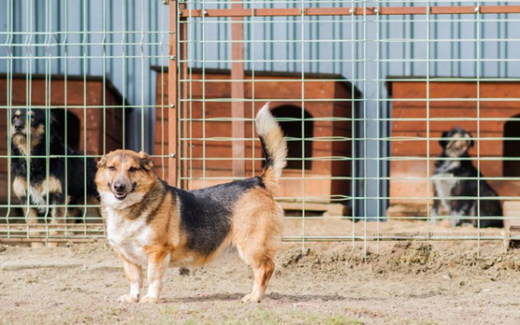 Zbiórka Pomóżmy biednym psiakom! - zdjęcie główne