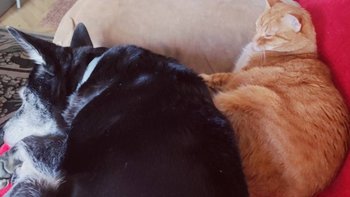 Zbiórka Świąteczna pomoc - Nuka i Pikola - miniaturka zdjęcia