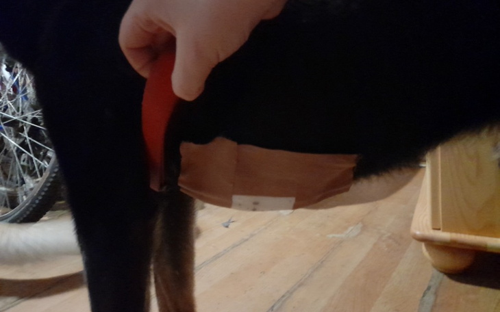 Zbiórka Pilny zabieg dla soni - zdjęcie główne