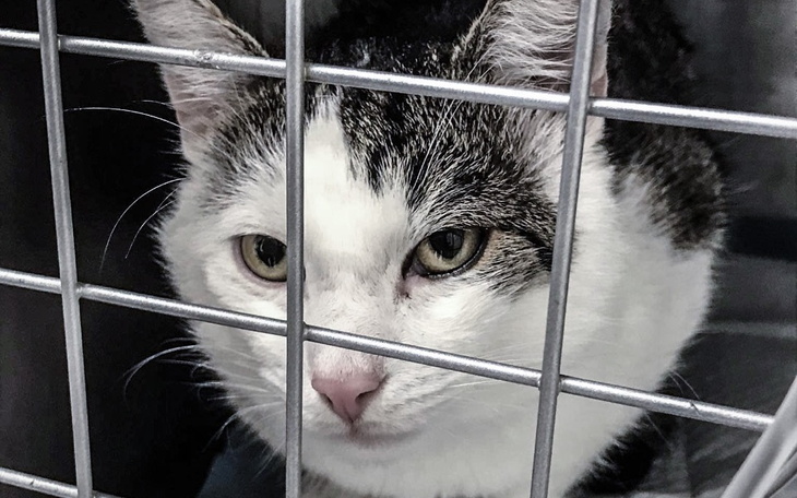 Zbiórka Skrzywdzony Tosiu walczy o życie - zdjęcie główne