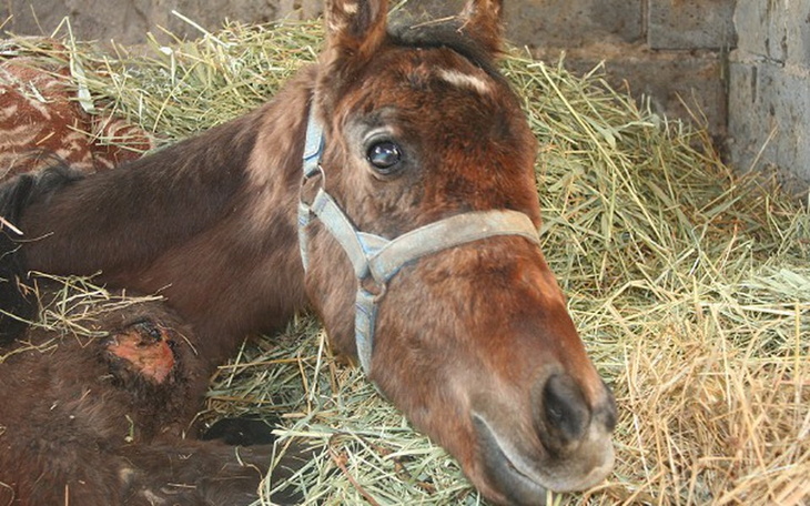 Zbiórka Klara walczy o każdy dzień... - zdjęcie główne