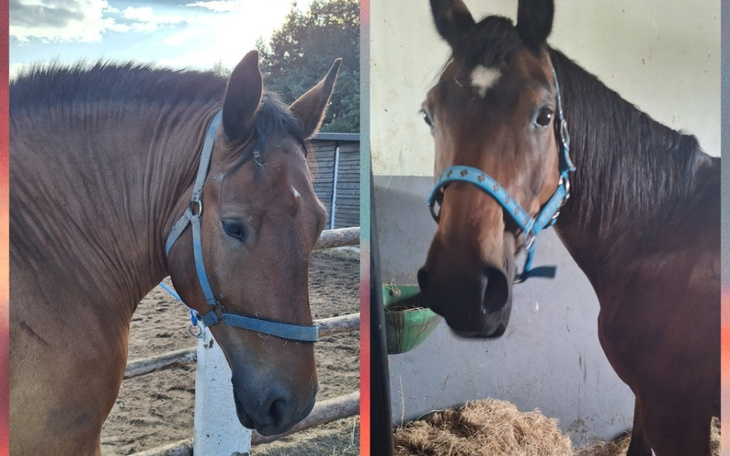 Zbiórka Na utrzymanie Larga i Hani - zdjęcie główne