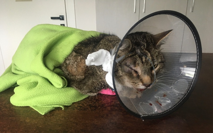 Zbiórka Kot Feliks - wojownik o życie - zdjęcie główne