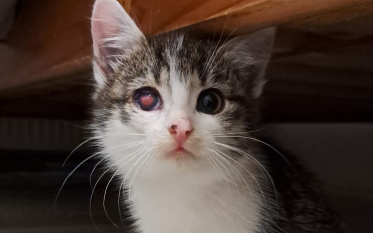 Zbiórka Ratujemy bezdomnego kociaka - zdjęcie główne