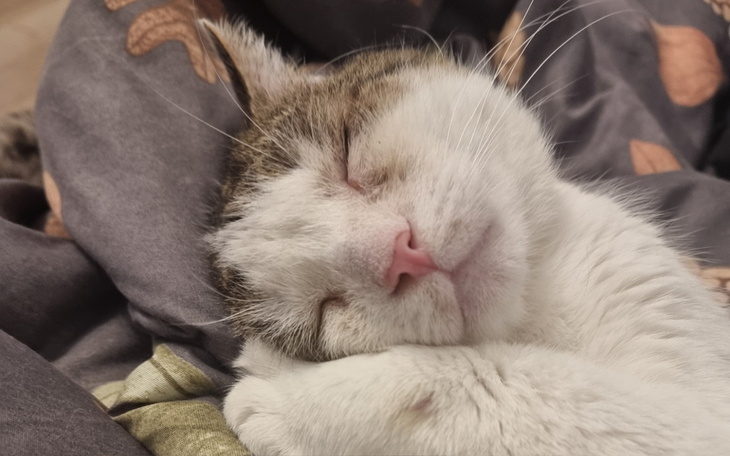 Śpiący kot, wtulony w koc.