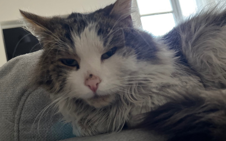 Kot leżący na kanapie, wygląda na zrelaksowanego i zmęczonego.