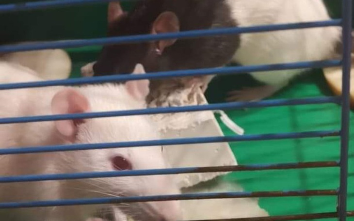 Zbiórka Moje marzenia szczurki - zdjęcie główne