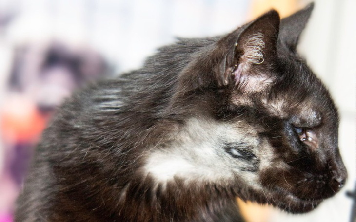 Zbiórka Saba - zdjęcie główne