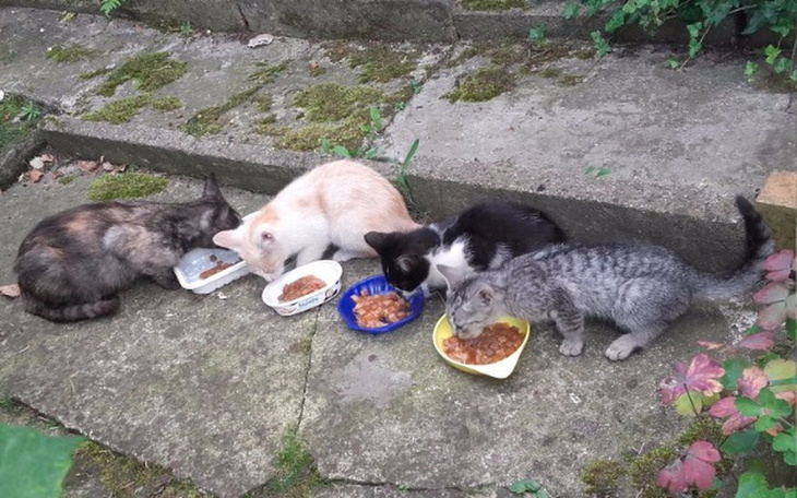 Zbiórka Dla kociej rodzinki z działek - zdjęcie główne