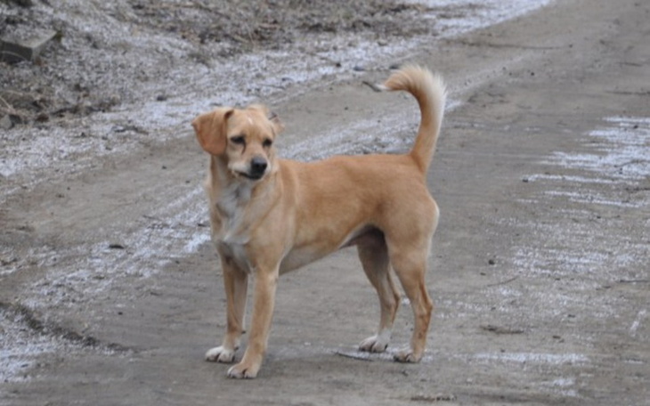 Zbiórka Opercaja przepukliny Goldi - zdjęcie główne