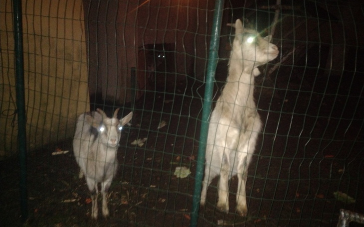 Zbiórka Pomagamy Krawce i Papce - zdjęcie główne