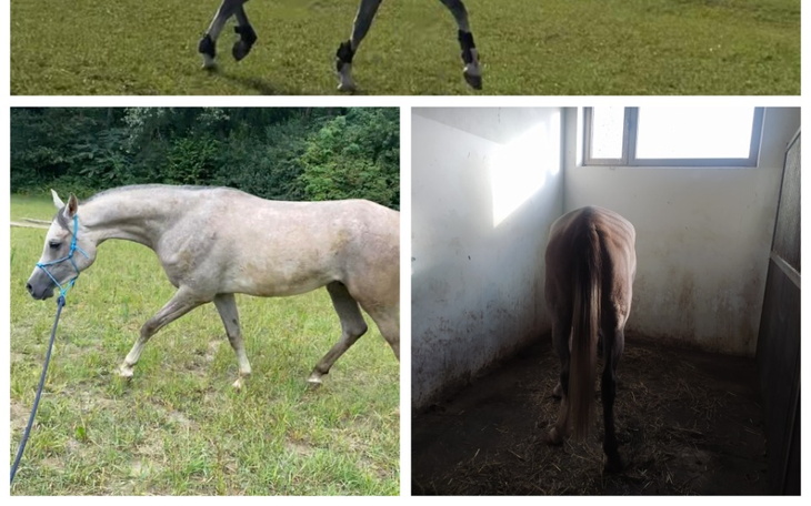 Zbiórka Dla siwego na leczenie w klinice - zdjęcie główne