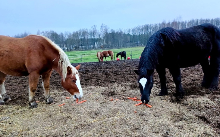Dwa konie jedzące marchewki na pastwisku.