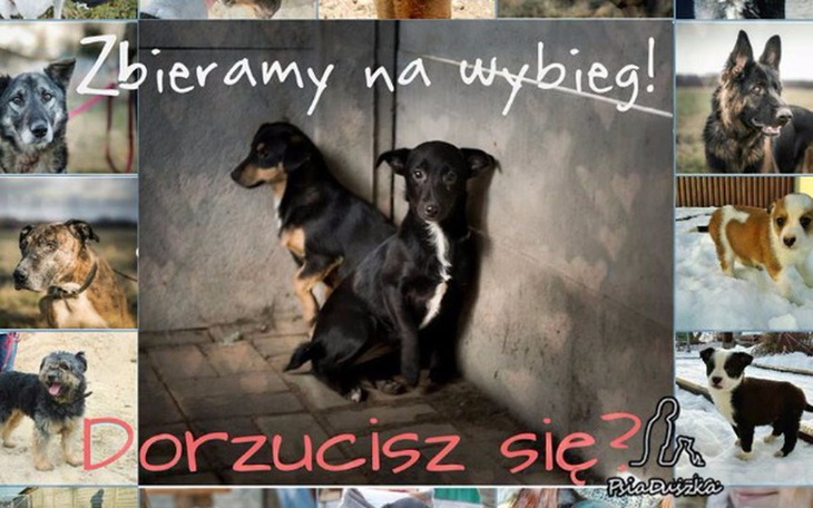 Zbiórka Budowa wybiegu dla psów - zdjęcie główne