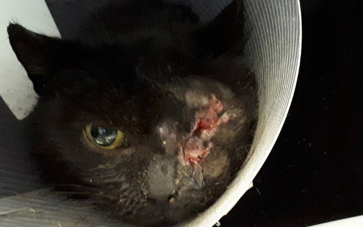 Zbiórka Nowotwór zjadl jej pół pyszczka. - zdjęcie główne