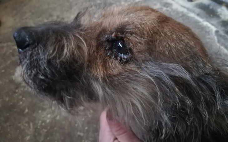 Zbiórka Nowe leki dla chorego Gizma - zdjęcie główne